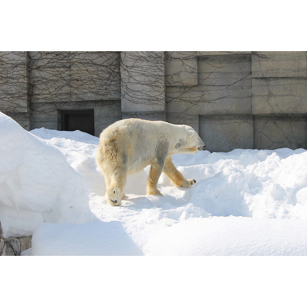 シロクマスイート　北海道大玉赤肉メロン（２玉）のサムネイル画像1